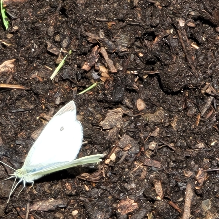 This picture shows a white butterfly with spots on it's wings on the ground in our garden.