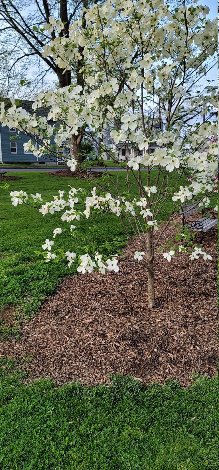 This is a picture showing a white dogwood blooming in a park