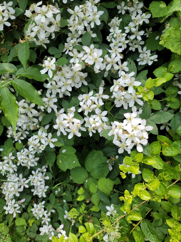 This picture shows white flowers in the brush at Overlook Park.