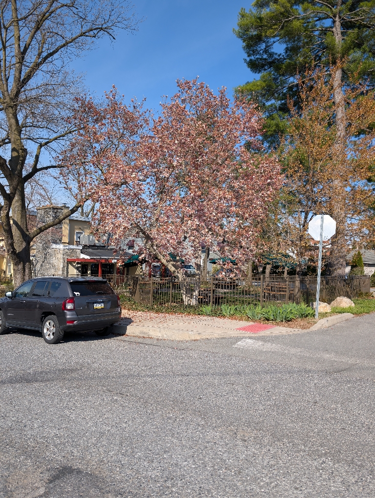 This is a picture of a tree with numerous pink flowers. It is the whole tree. There is a clear blue sky behind it where it is not blocked by structures and other trees.