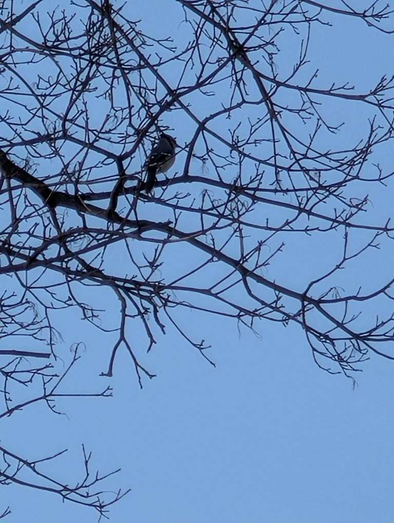 Here is a photo of woodpecker high up in a tree