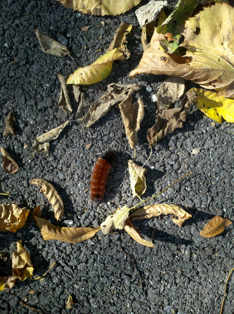 This picture is of a woolly bear caterpillar crawling on the trail. It is mostly brown with one large black band.